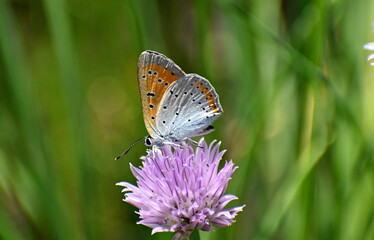 The gold piece is unpaired butterfly
