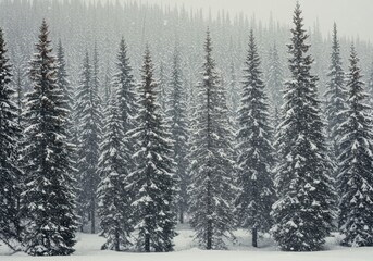 Majestic snow-covered evergreen forest in serene winter landscape