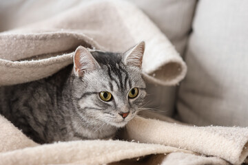 Grey striped cat lying on soft warm plaid