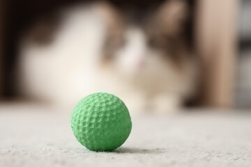 Toy ball for cat on floor