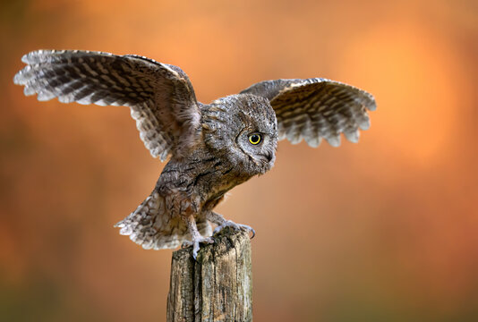 European scops owl ( Otus scops )