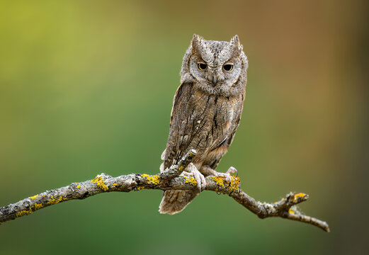 European scops owl ( Otus scops )