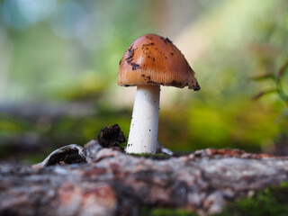Mushroom