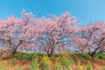 青空に映える満開の河津桜と菜の花【深谷市榛の森公園】