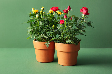 Beautiful roses in pots on green background