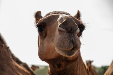 Camel walk in liwa desert in Abu Dhabi UAE