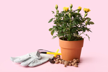 Beautiful yellow rose in pot and gardening supplies on pink background