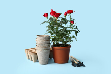 Beautiful red rose in pot and gardening supplies on blue background