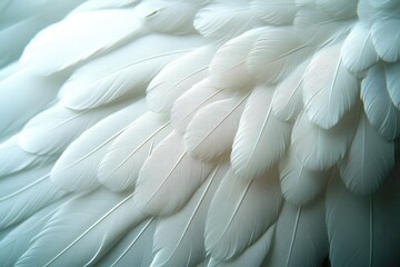 Obraz premium White feathers create a soft and delicate texture highlighting the beauty of avian plumage in natural light