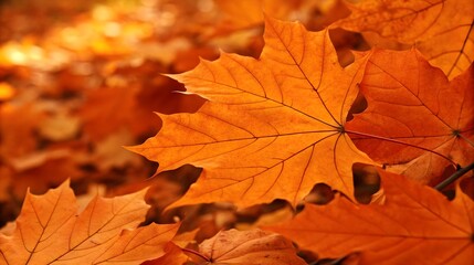 A Breathtaking Tapestry Of Autumn Leaves, Showcasing Natures Vibrant Orange Hues In A Soft, Natural Light