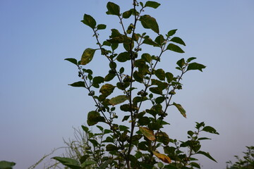 Black Nightshade plant on the ground 