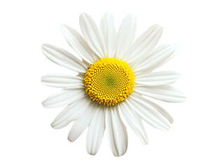 A close up photograph displays one beautiful white daisy flower
