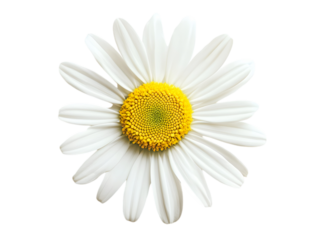A close up photograph displays one beautiful white daisy flower