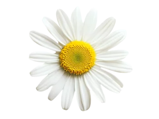 Fotobehang A close up photograph displays one beautiful white daisy flower © Multazam