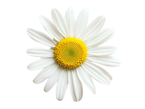 A close up photograph displays one beautiful white daisy flower