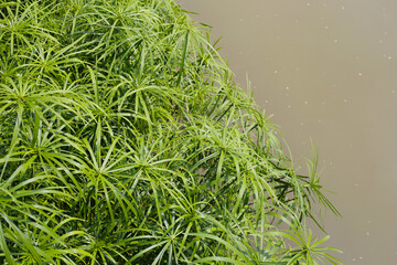 Cyperus involucratus plant in pond