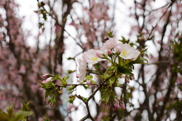 Branches of sakura flowers, cherry blossom