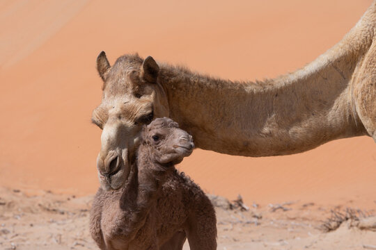 Camels walking in liwa desert in Abu Dhabi UAE