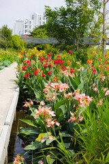 Canna lilies stand tall in a sunlit garden. Colorful blossoms
