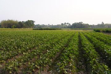 The field of okra is a dense green foliage 