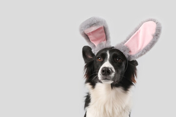 Border Collie dog in bunny ears on grey background. Easter celebration