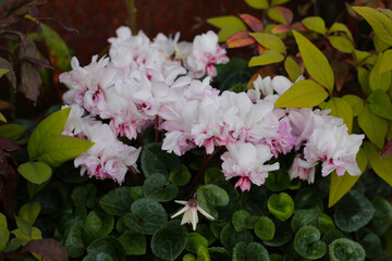 White and pink Cyclamen persicum flowers in bloom