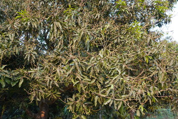 The branches of the mango tree are full with tiny mangoes 