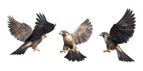 Obraz premium Pack Falcon Set in Different Poses Against Transparent Background for Wildlife Conservation, Bird of Prey Studies, or Falconry Branding