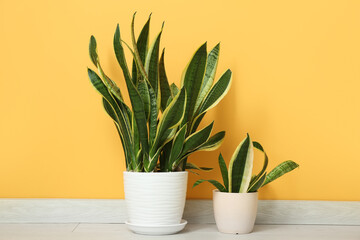Beautiful sansevieria plants in pots on floor near orange wall