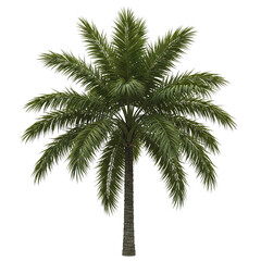 Palm tree looks realistic and highly detailed, featuring trunk texture, leaf structure and unique shape. Natural light, high resolution details and realistic textures, isolated on white background.