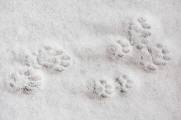 Cat tracks on white snow.