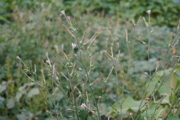 The flowerhead of the Nicotiana longiflora, commonly known as long-flowered tobacco 