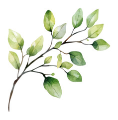 Fototapeta premium PNG Branch watercolor design leaf.