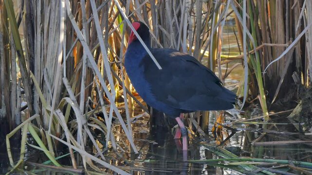 Swamphen pulling at straw