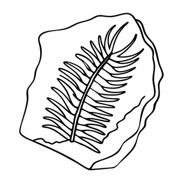black and white fern fossil on rock clip art preview