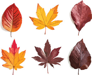 set of autumn leaves