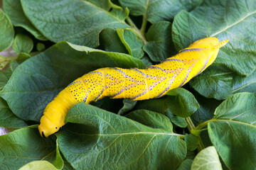 African death's head hawkmoth (Acherontia atropos), a butterfly caterpillar crawling on a green leafes.Selective focus.