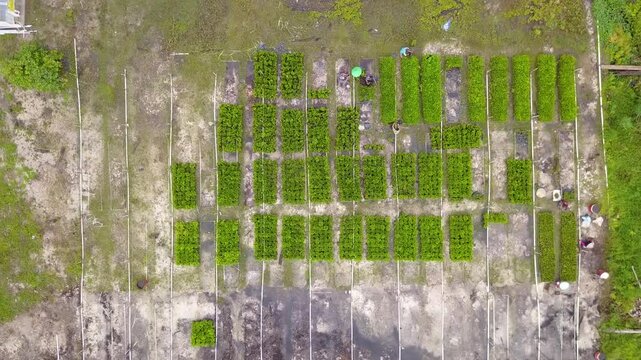 Rekaman udara pembibitan bibit Akasia, yang memamerkan tanaman muda yang tersusun rapi di lingkungan hijau yang subur. Sempurna untuk proyek pertanian, reboisasi, dan keberlanjutan.