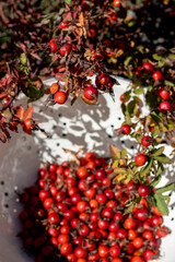 Close up of fresh rosehips above metal colander in sunlight