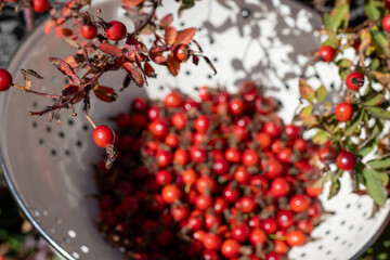 Freshly harvested rosehips in a metal colander under sunlight.