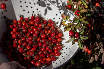 Freshly harvested rosehips in a metal colander under sunlight.