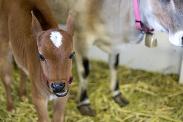 Naklejka premium Soft mini zebu calf standing in a barn with hay and adult cow