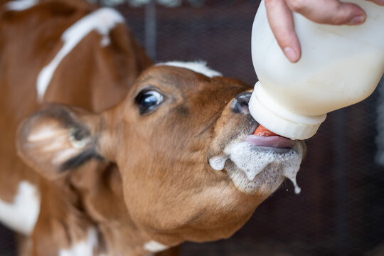 Close-up of a calf drinking milk from a bottle, foamy milk dripping.