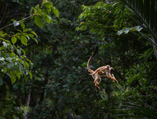 Monkey with baby jumping between tree branches in Costa Rica jungle.