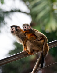 Close up of squirrel monkey with baby on it's back in Costa Rica.
