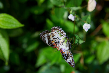 Fototapeta premium Close-up of butterfly pollinating on white flower