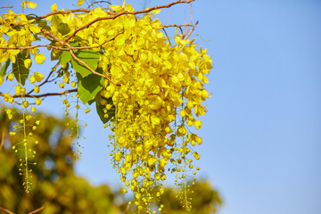 Golden shower blooming on branch