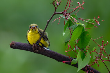 Olive backed sunbird (Yellow-bellied sunbird)