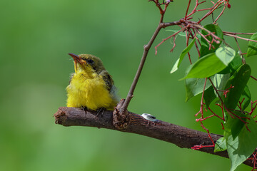 Olive backed sunbird (Yellow-bellied sunbird)