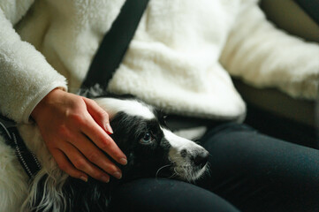 Anxious dog rests on owner's lap in a car, receiving gentle comfort